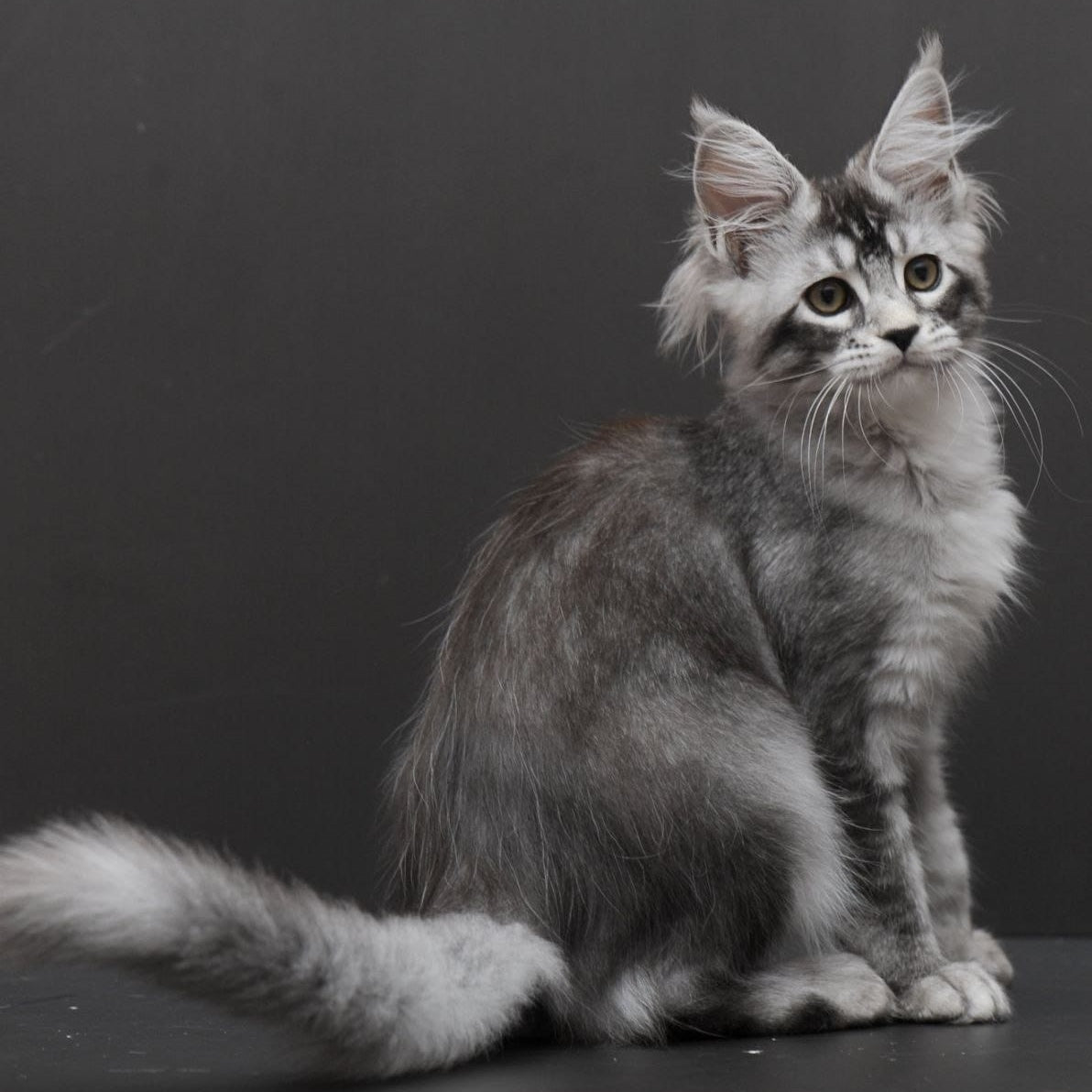 Kalila Maine Coon polydactyl 6x6x6x6 female, black silver ticked tabby