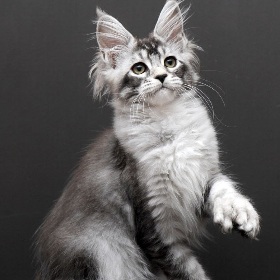 Kalila Maine Coon polydactyl 6x6x6x6 female, black silver ticked tabby