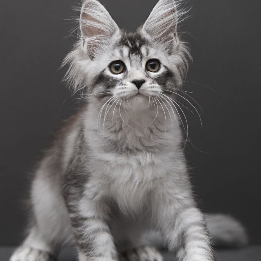 Kalila Maine Coon polydactyl 6x6x6x6 female, black silver ticked tabby