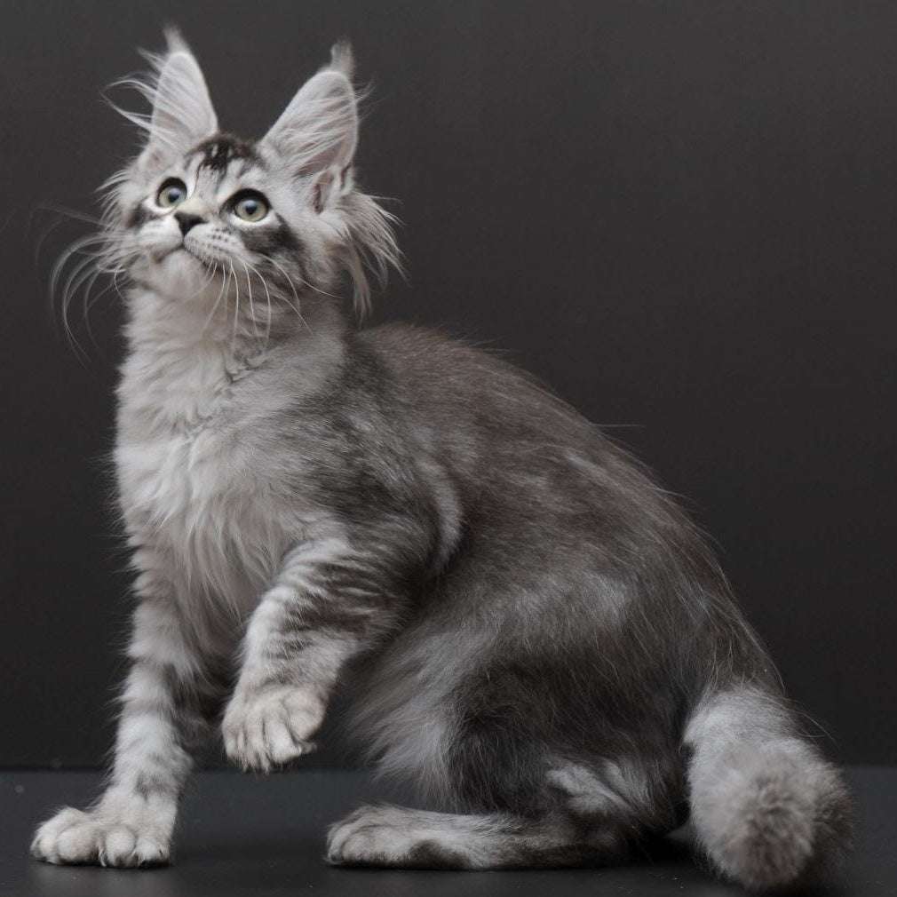 Kalila Maine Coon polydactyl 6x6x6x6 female, black silver ticked tabby