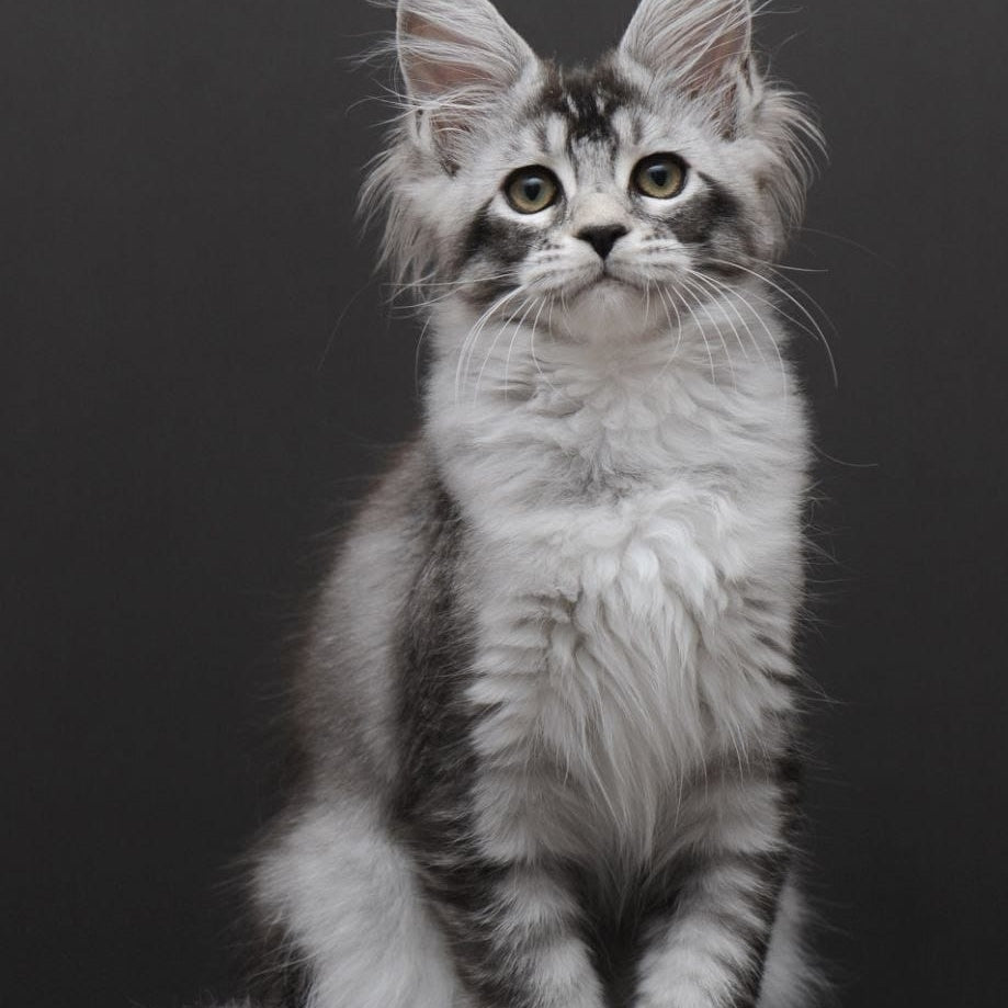 Kalila Maine Coon polydactyl 6x6x6x6 female, black silver ticked tabby