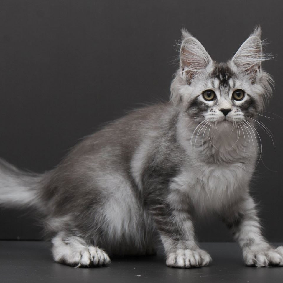 Kalila Maine Coon polydactyl 6x6x6x6 female, black silver ticked tabby