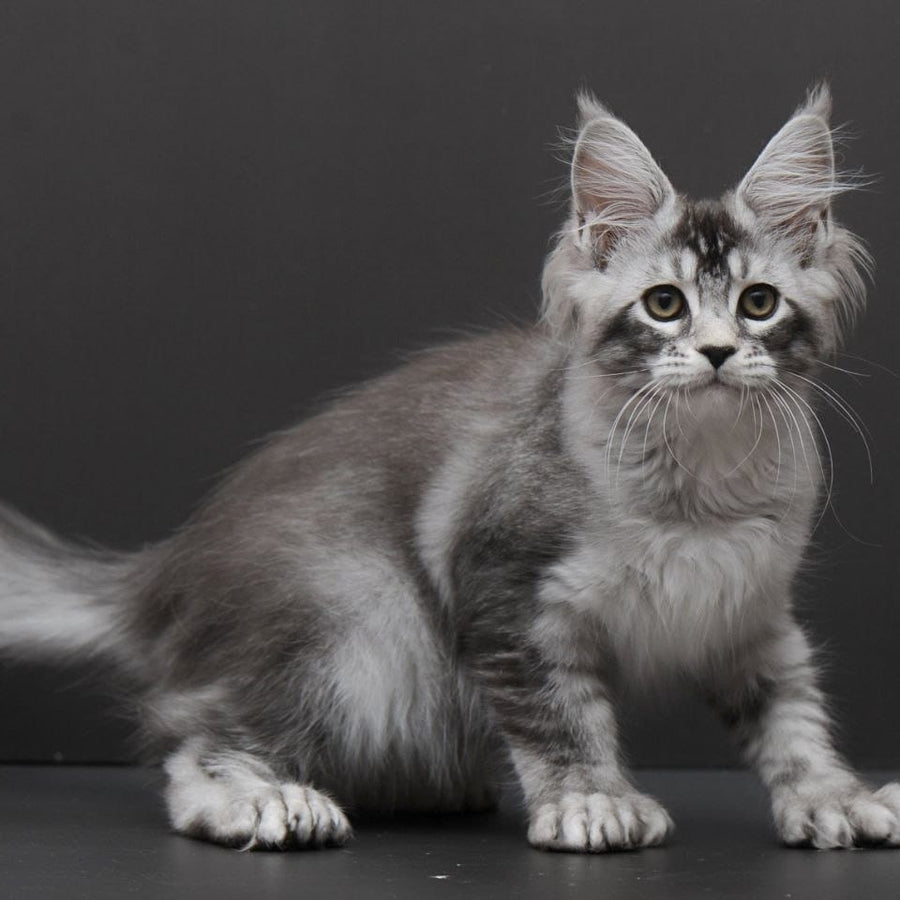 Kalila Maine Coon polydactyl 6x6x6x6 female, black silver ticked tabby