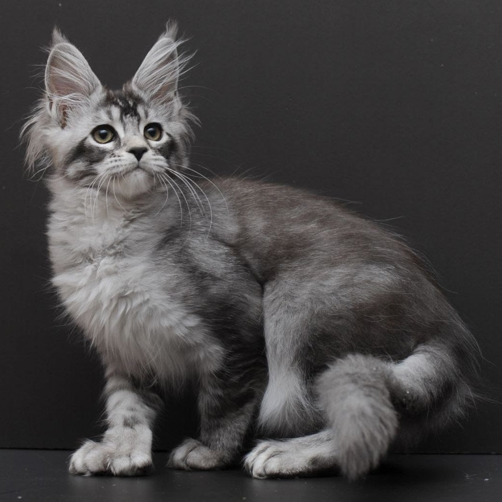 Kalila Maine Coon polydactyl 6x6x6x6 female, black silver ticked tabby