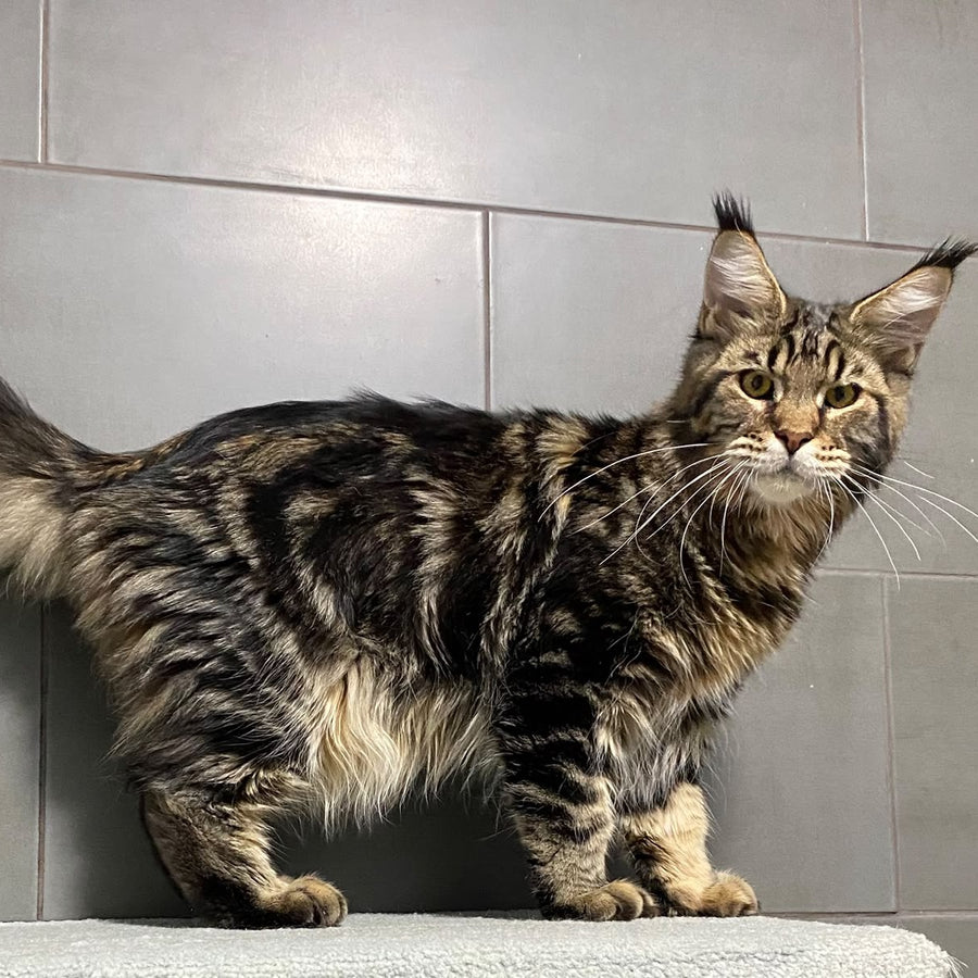Taganrog Maine Coon male, black tabby