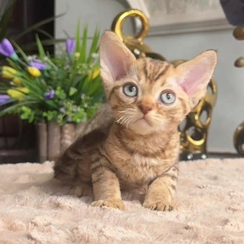 Osvald Devon Rex male, black tabby