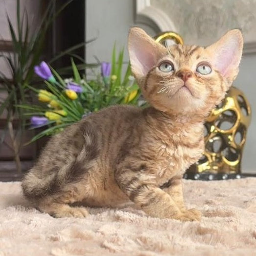 Osvald Devon Rex male, black tabby