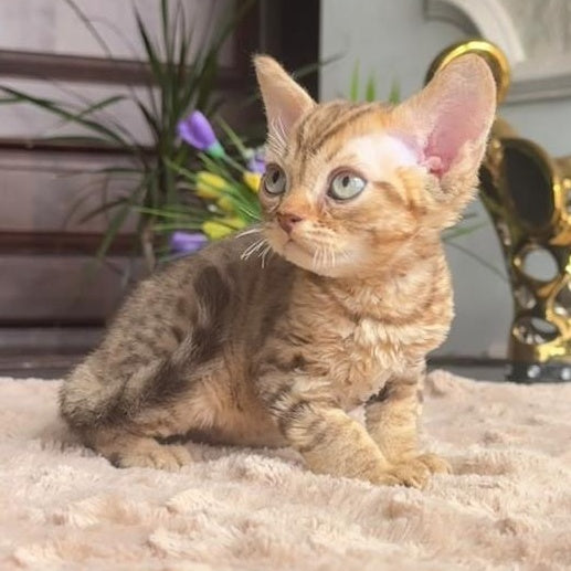 Osvald Devon Rex male, black tabby