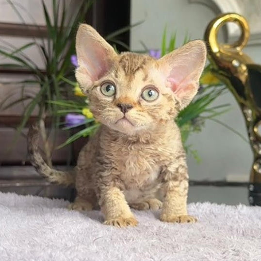 Orion Devon Rex male, black tabby