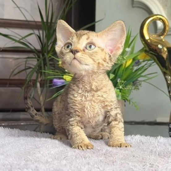 Orion Devon Rex male, black tabby