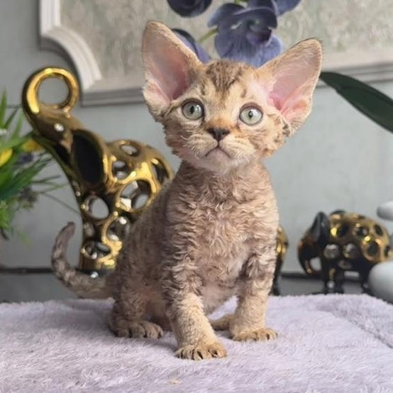 Orion Devon Rex male, black tabby