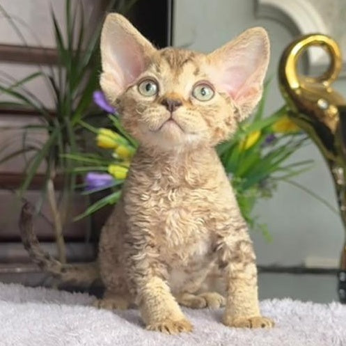 Orion Devon Rex male, black tabby