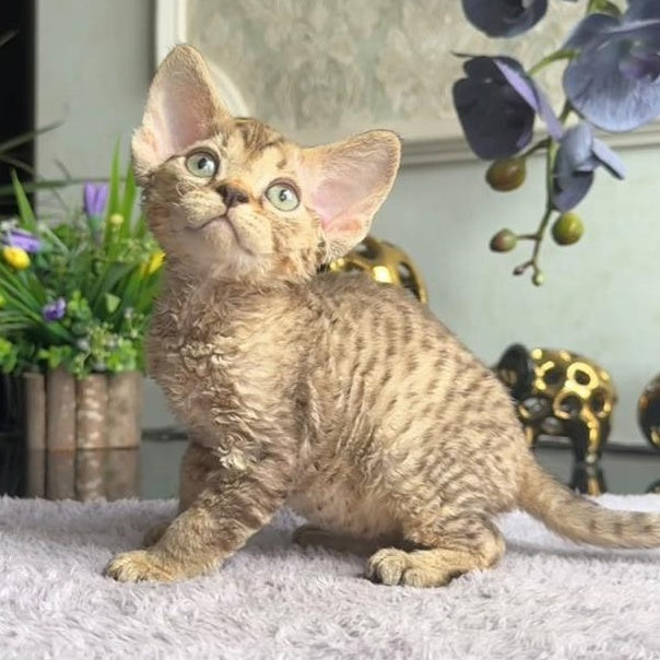 Orion Devon Rex male, black tabby