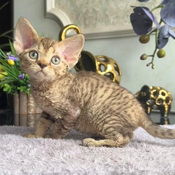 Orion Devon Rex male, black tabby