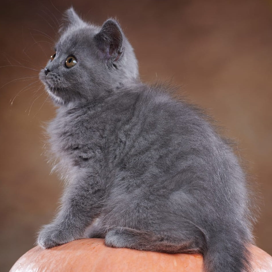 Yorick Scottish Straight male, blue