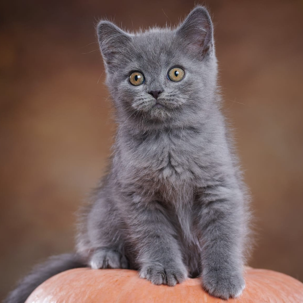 Yorick Scottish Straight male, blue