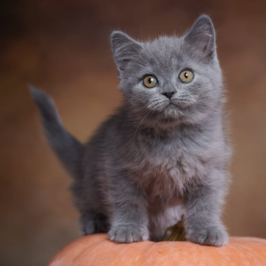 Yorick Scottish Straight male, blue