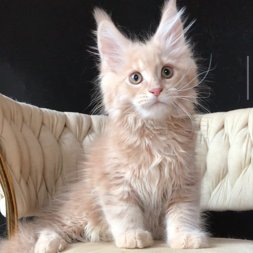 Feniks Maine Coon male, cream tabby
