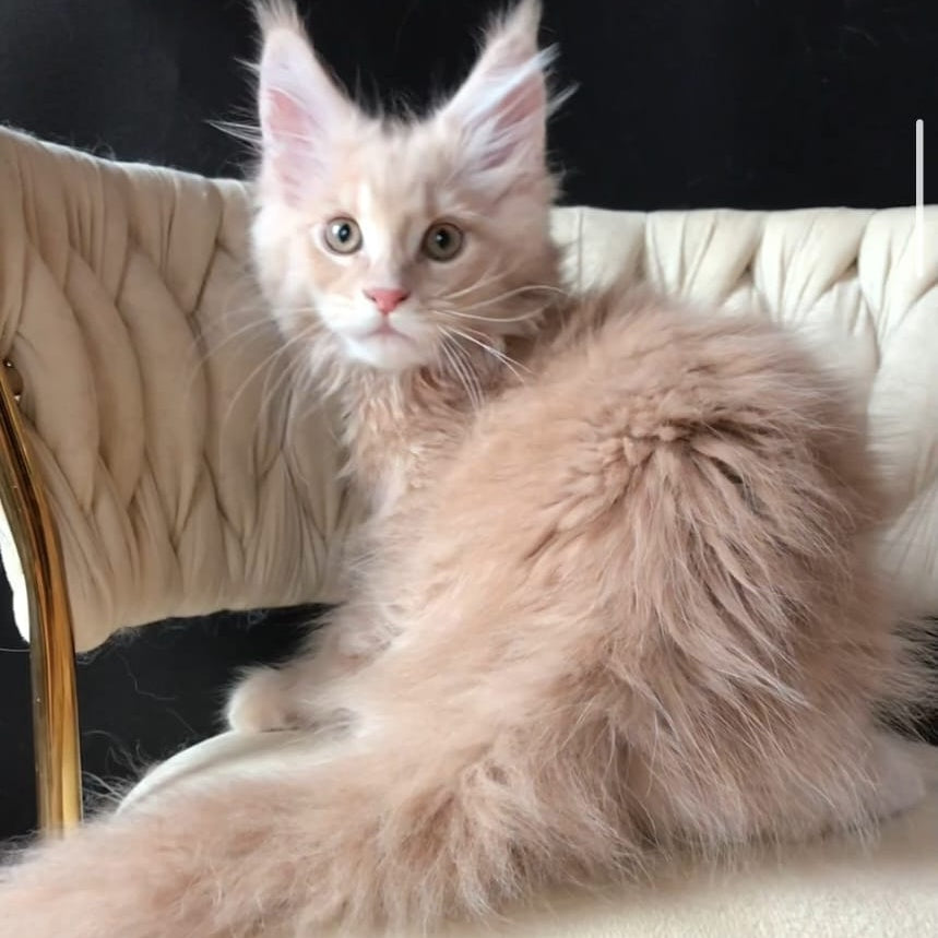 Feniks Maine Coon male, cream tabby