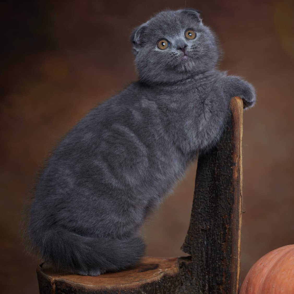Yosef Scottish Fold male, blue