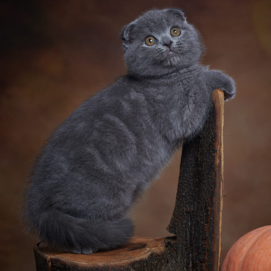 Yosef Scottish Fold male, blue