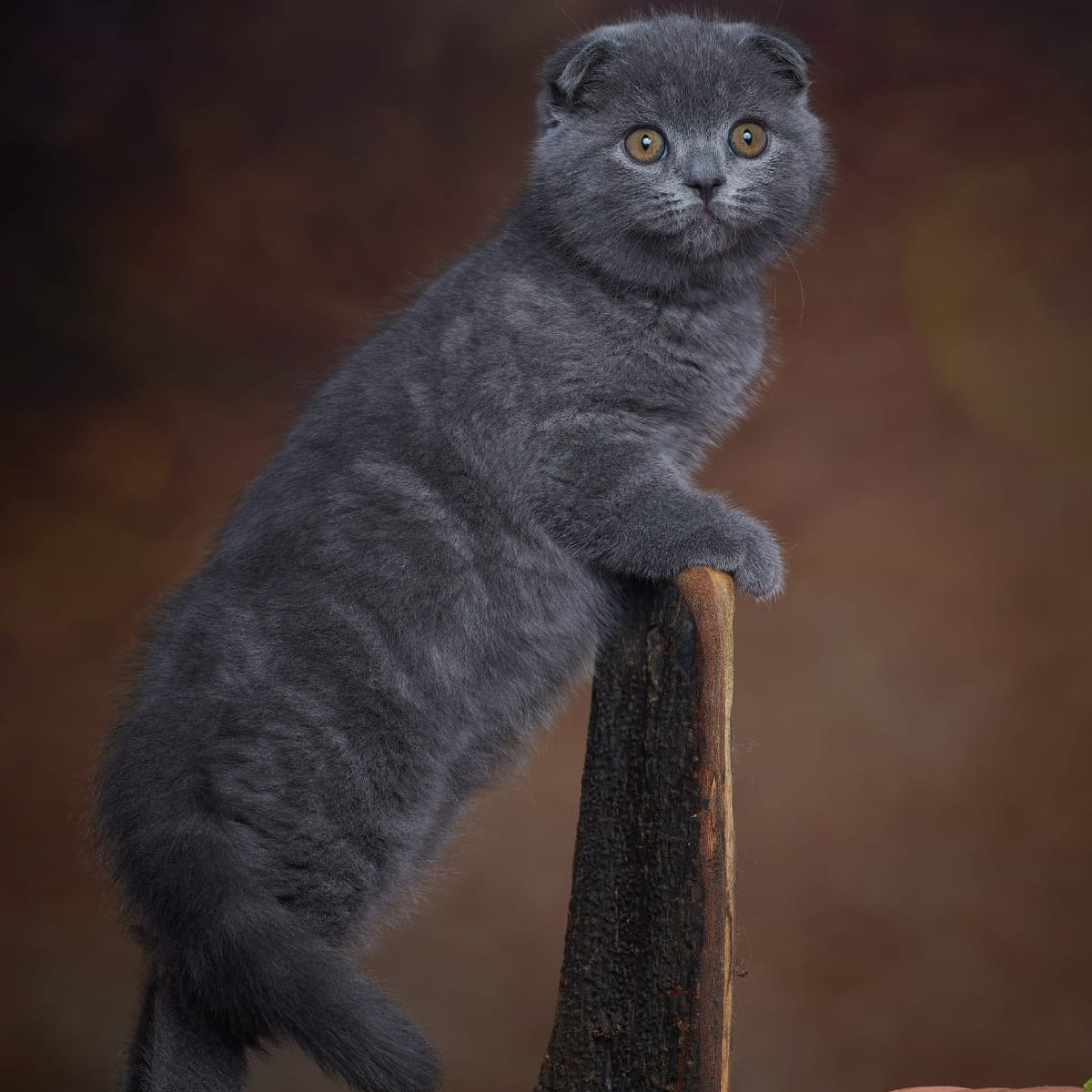 Yosef Scottish Fold male, blue