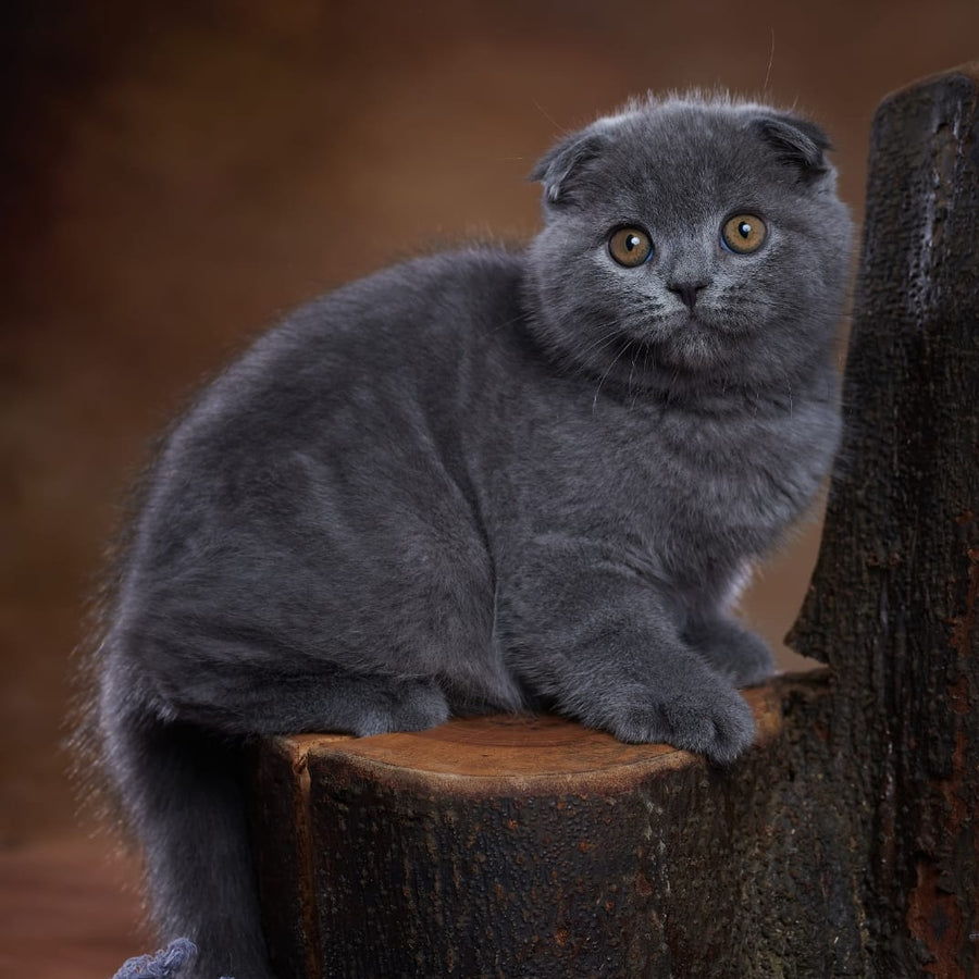 Yosef Scottish Fold male, blue