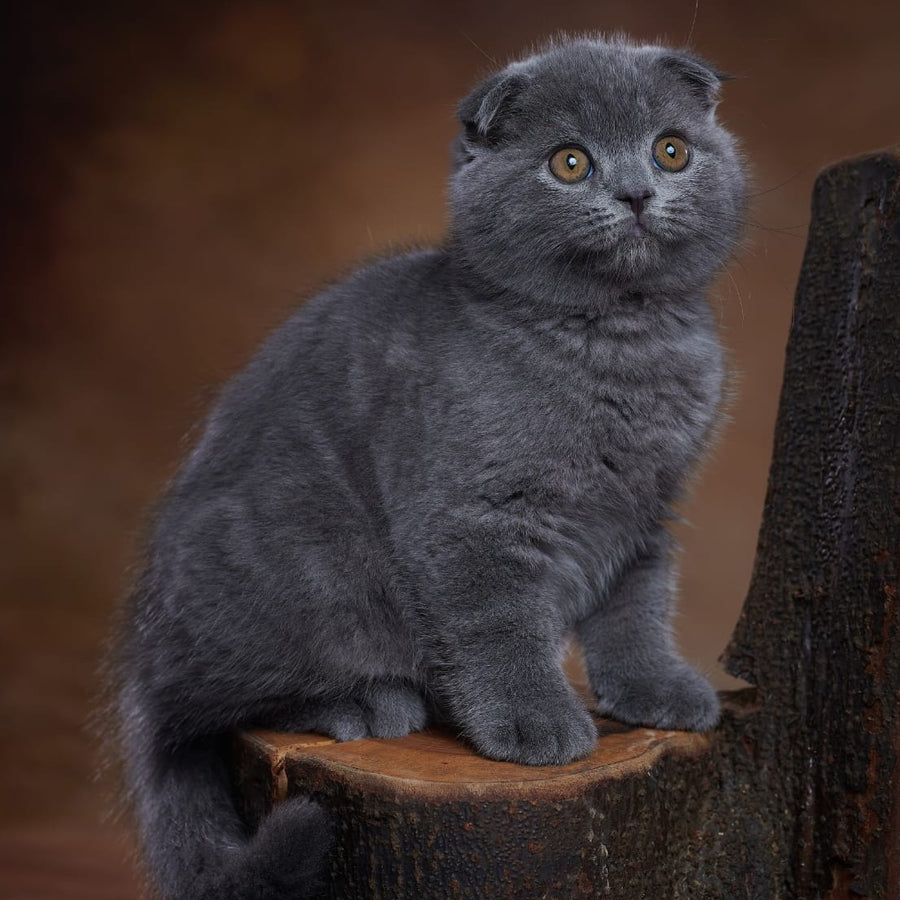 Yosef Scottish Fold male, blue
