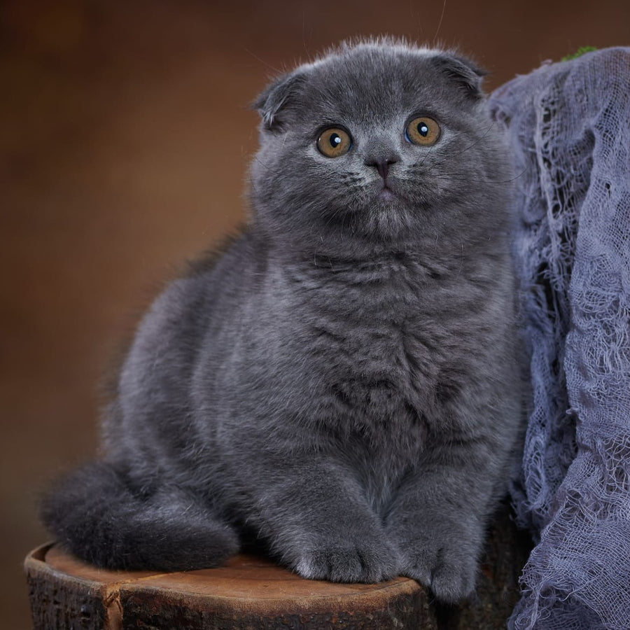 Yosef Scottish Fold male, blue