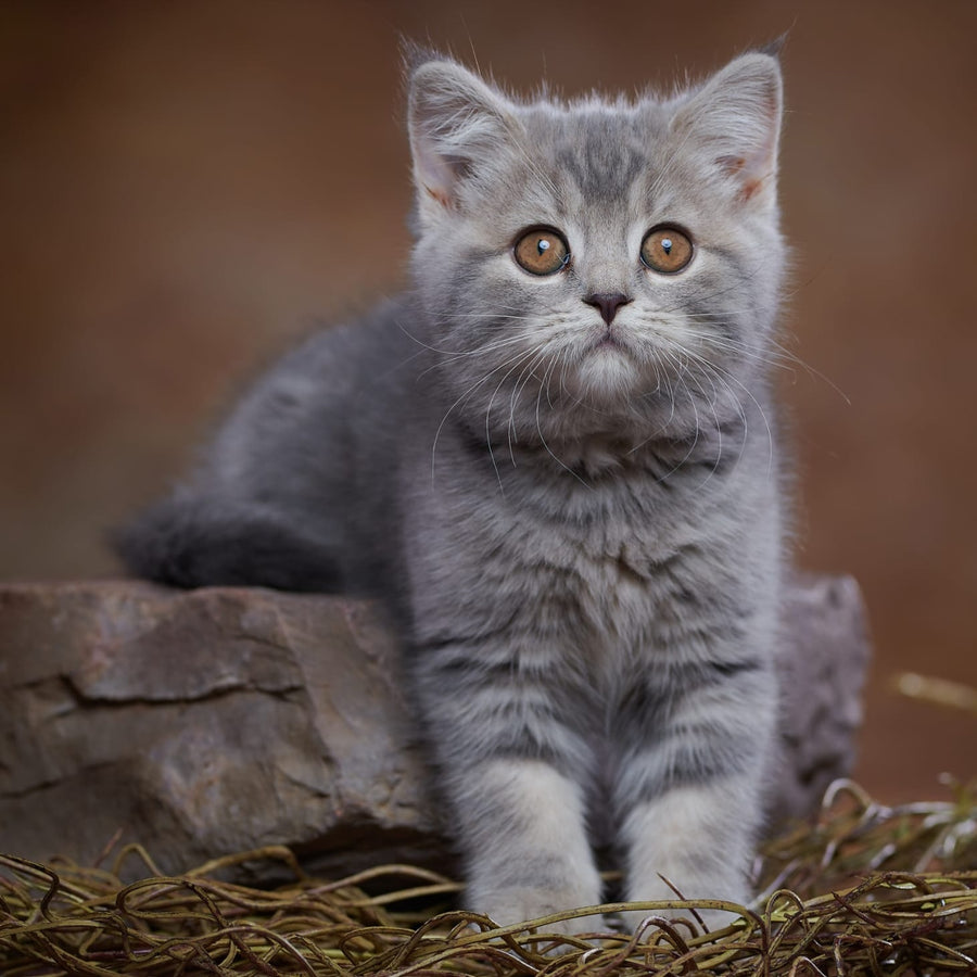 Yula Scottish Fold female, blue silver tabby