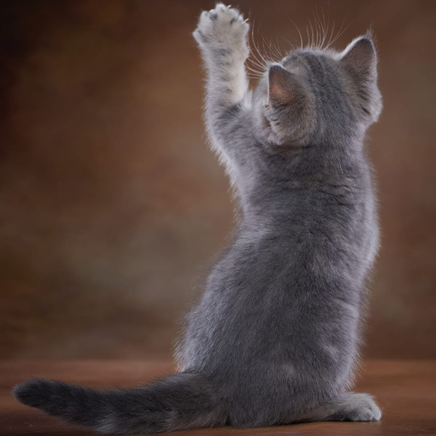 Yula Scottish Fold female, blue silver tabby