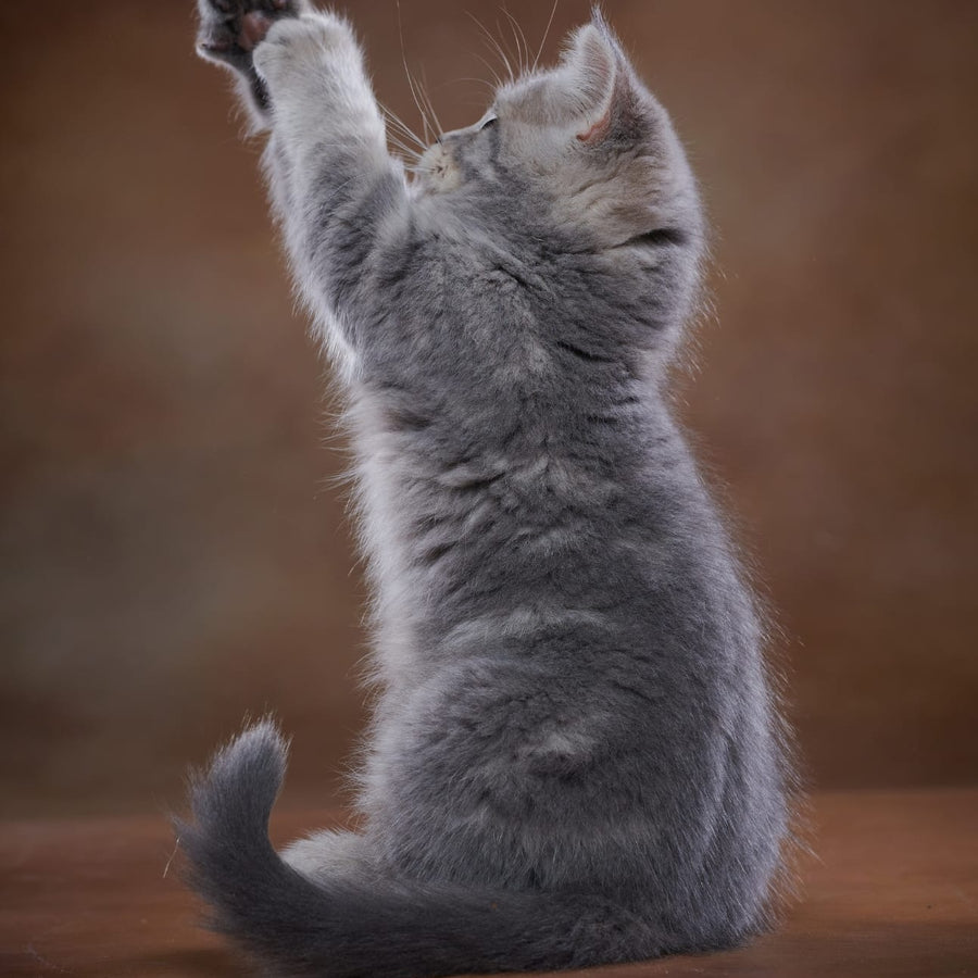 Yula Scottish Fold female, blue silver tabby