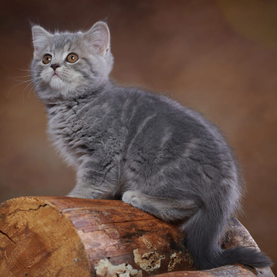 Yula Scottish Fold female, blue silver tabby