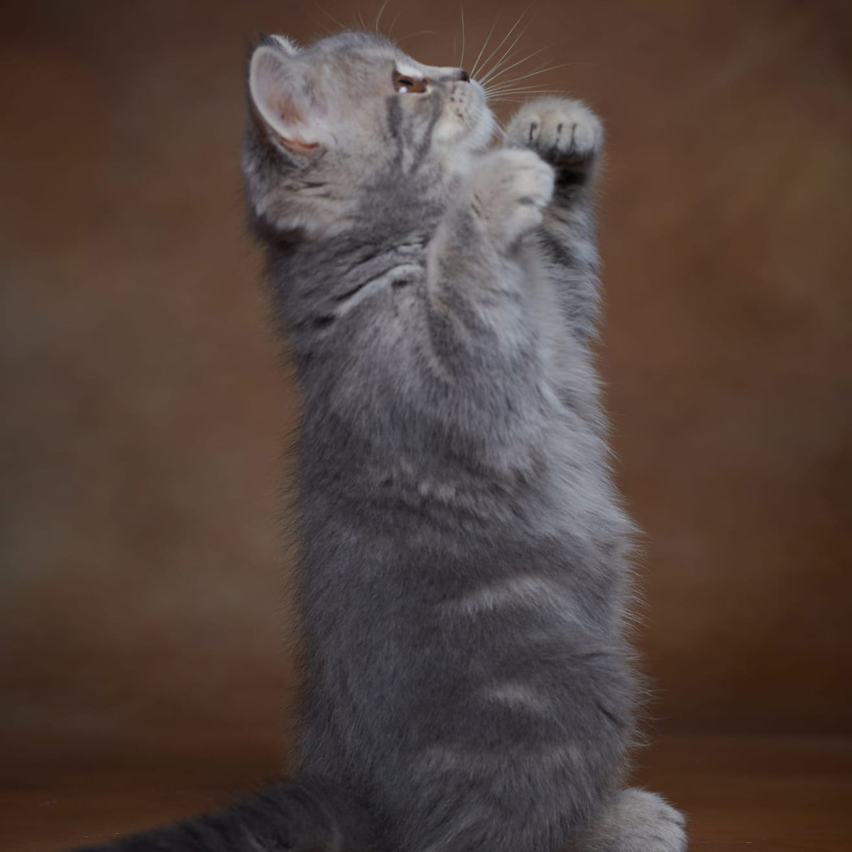 Yula Scottish Fold female, blue silver tabby