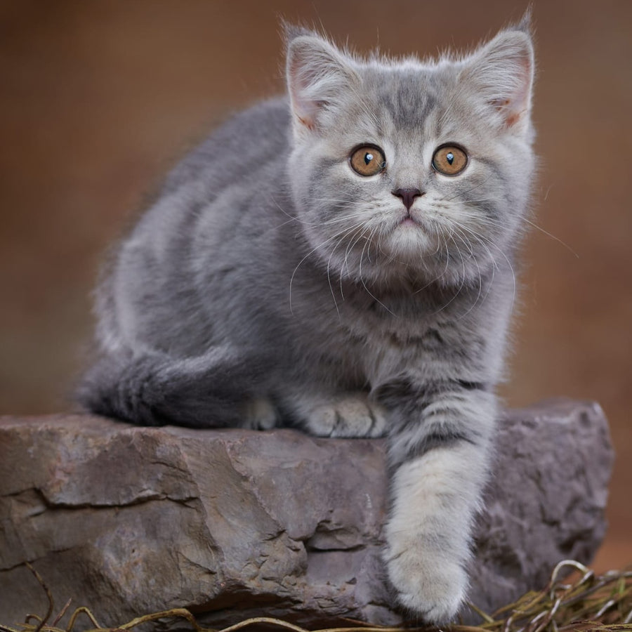 Yula Scottish Fold female, blue silver tabby