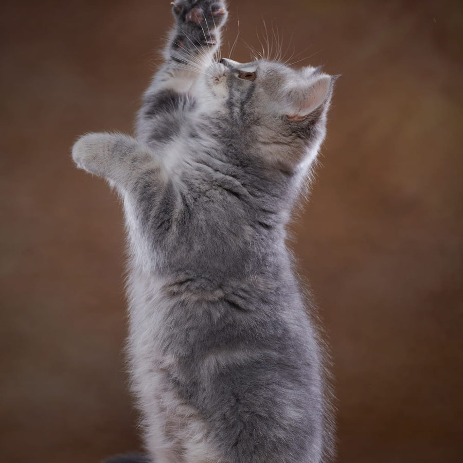 Yula Scottish Fold female, blue silver tabby