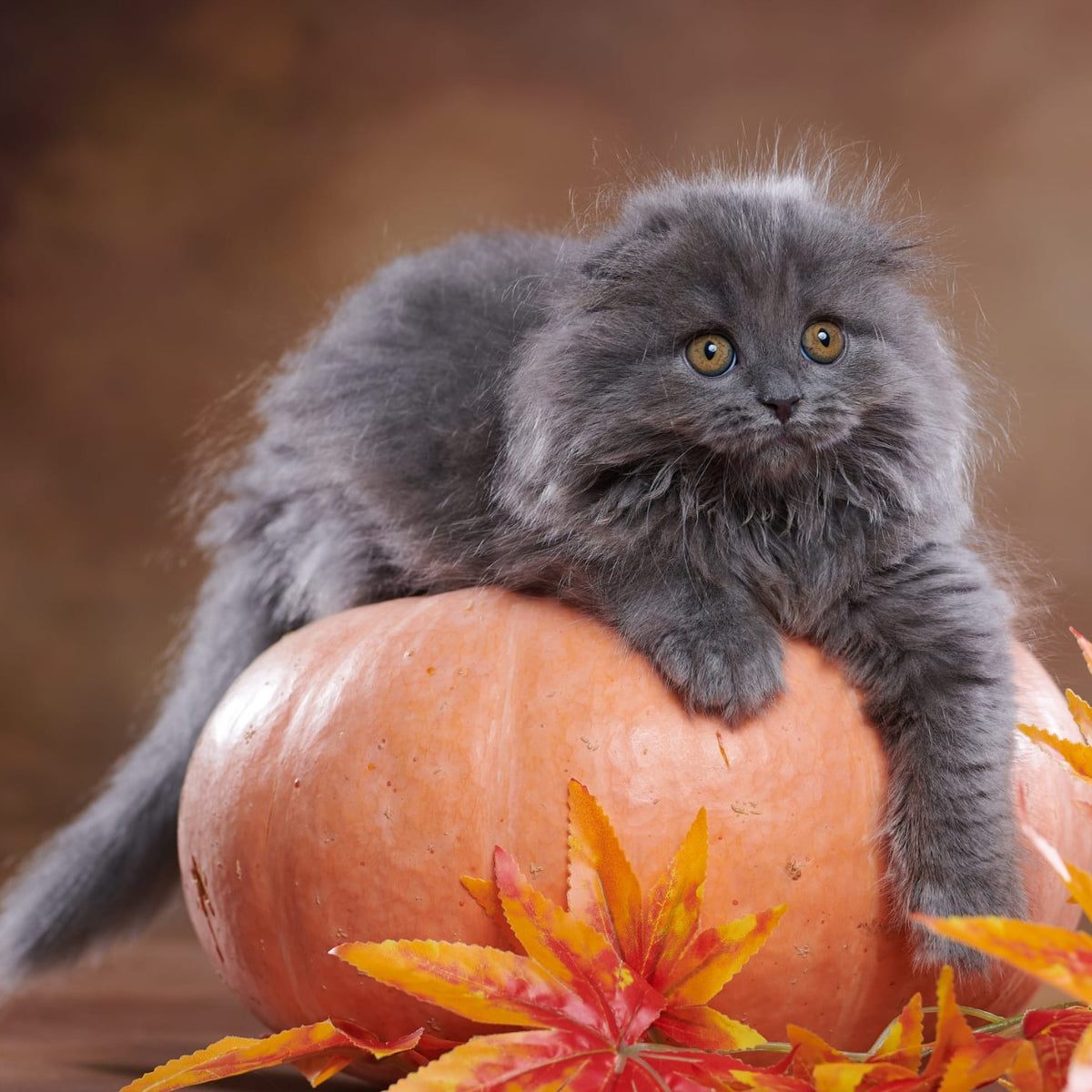 Yustina Scottish Fold female, blue