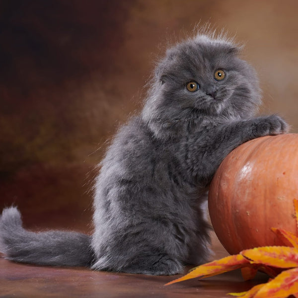 Yustina Scottish Fold female, blue
