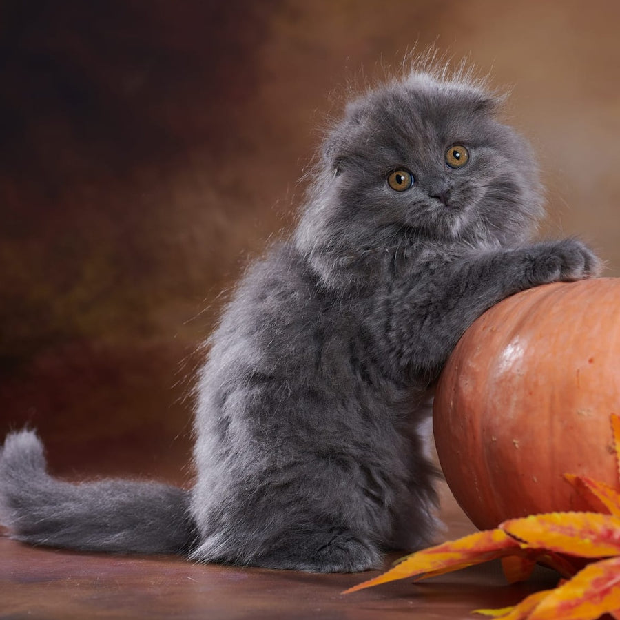 Yustina Scottish Fold female, blue
