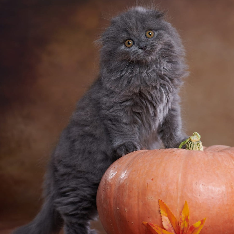 Yustina Scottish Fold female, blue