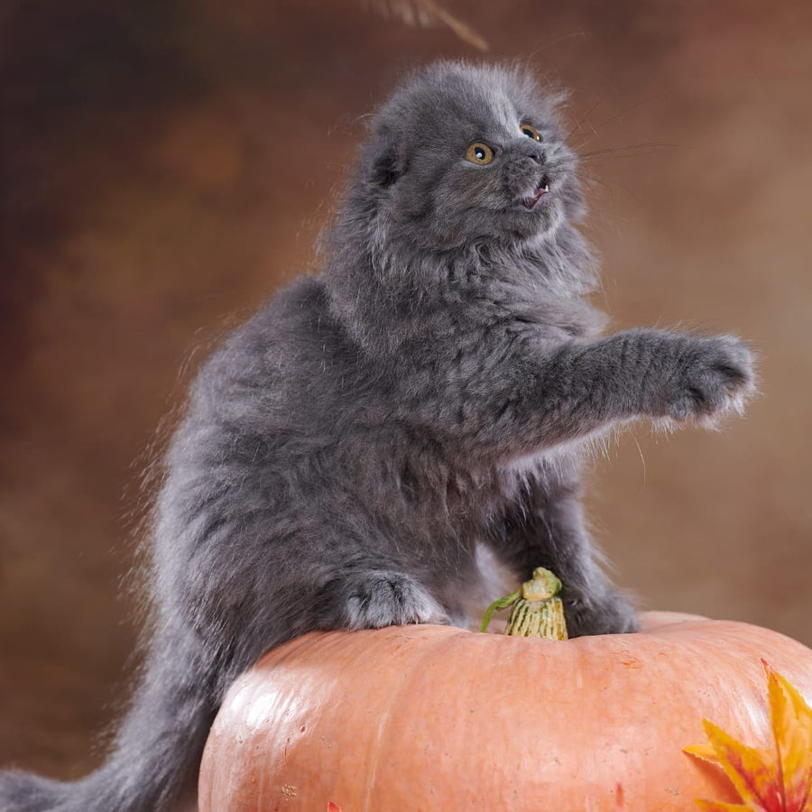 Yustina Scottish Fold female, blue