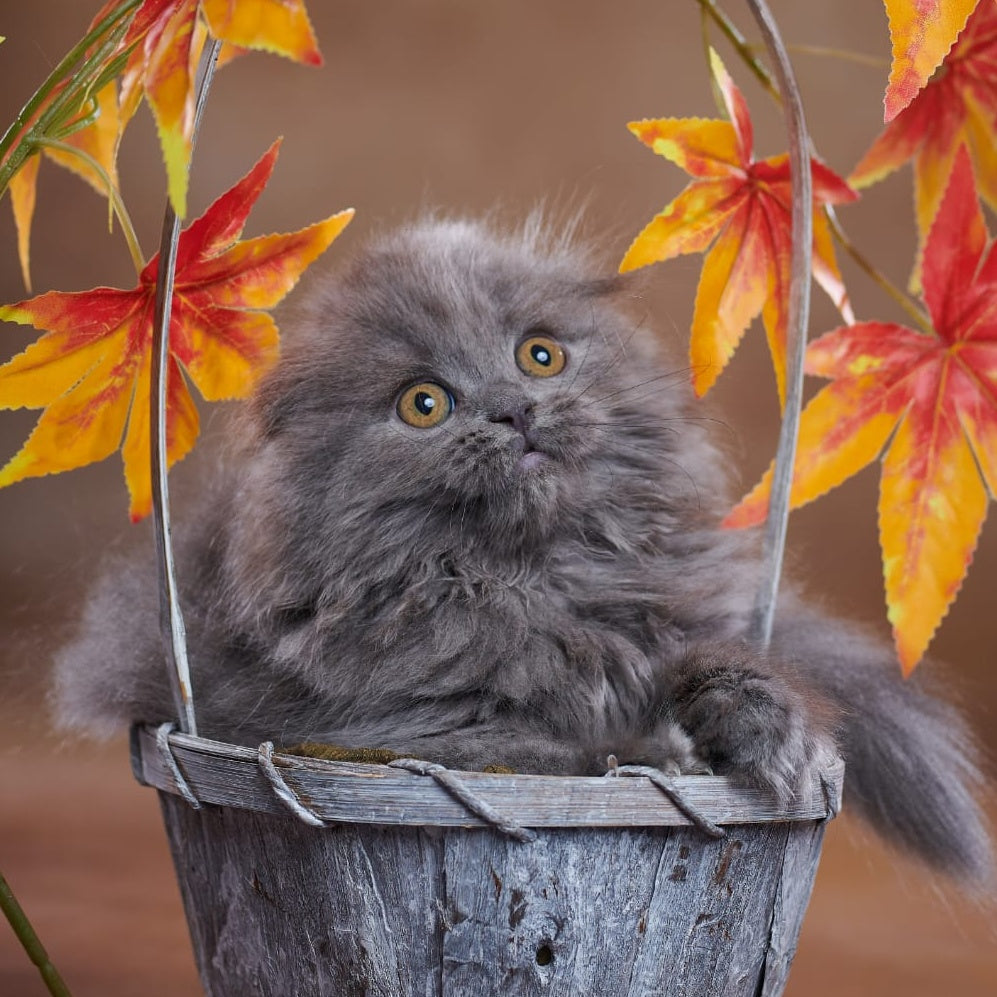 Yustina Scottish Fold female, blue