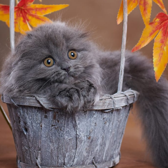 Yustina Scottish Fold female, blue