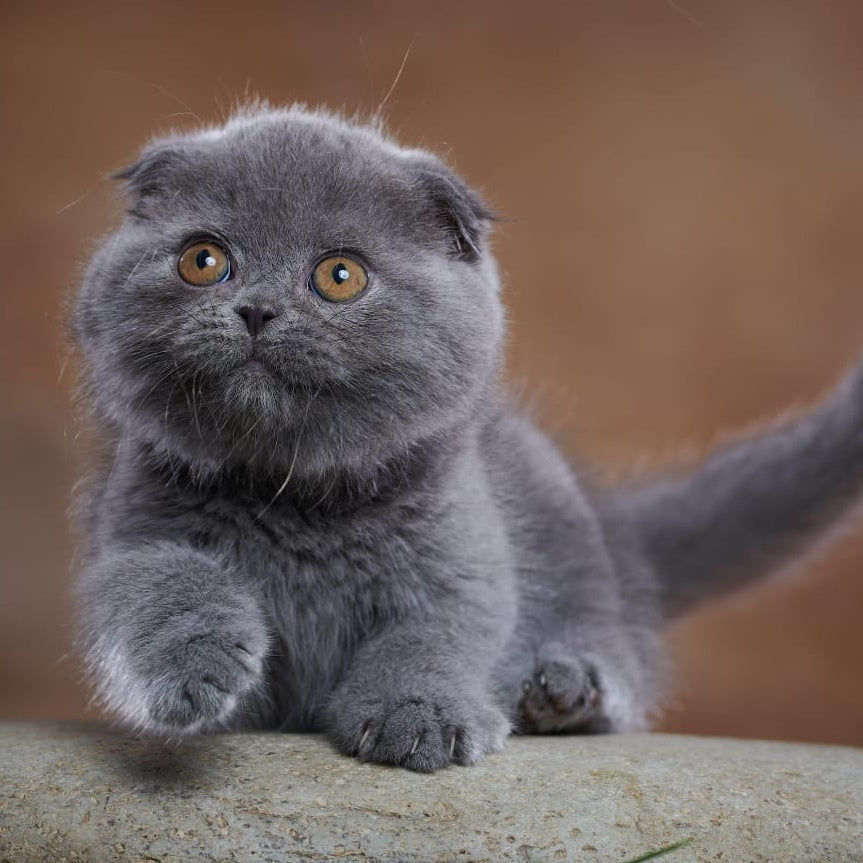 Yuka Scottish Fold female, blue