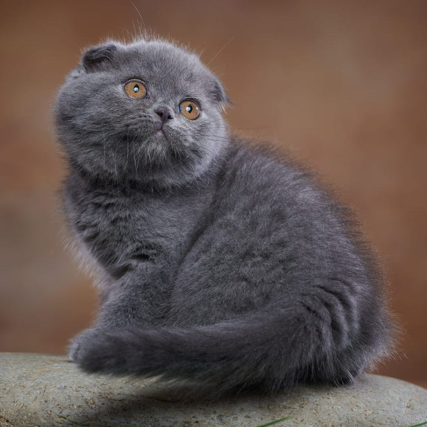 Yuka Scottish Fold female, blue