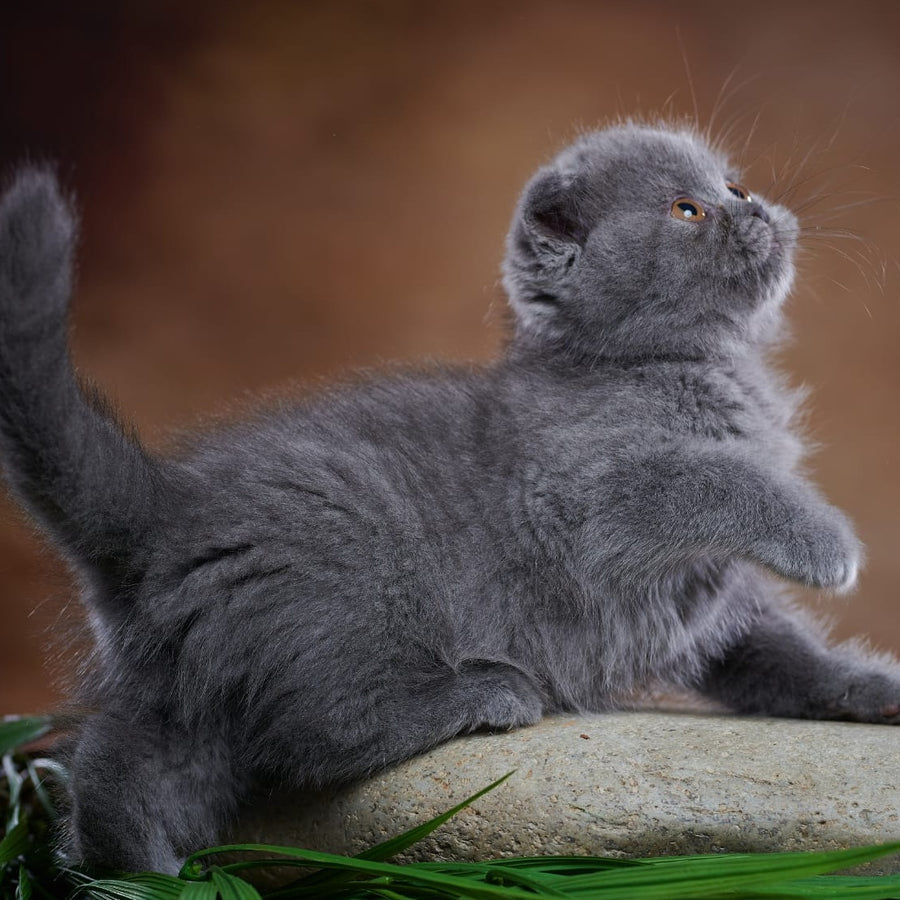 Yuka Scottish Fold female, blue