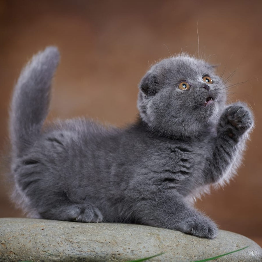 Yuka Scottish Fold female, blue