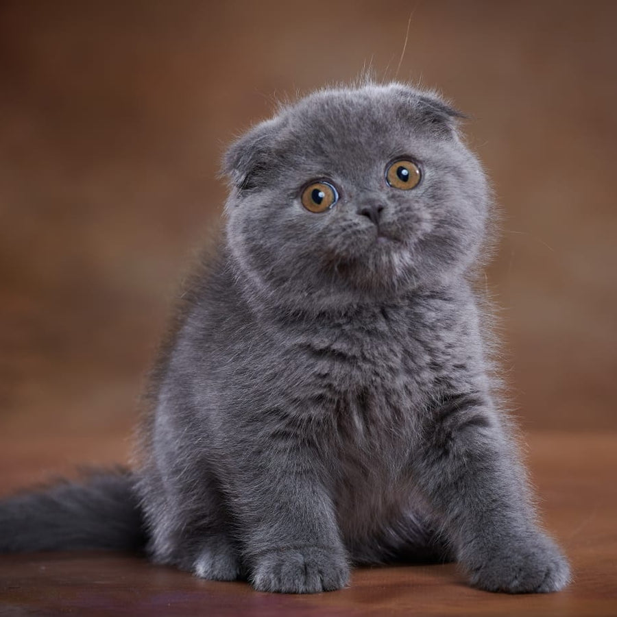 Yuka Scottish Fold female, blue