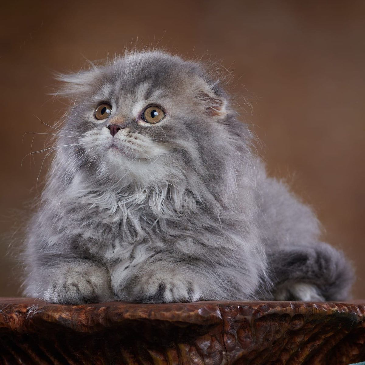 Yannis Scottish Fold male, blue silver