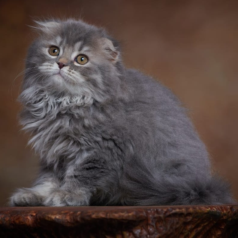 Yannis Scottish Fold male, blue silver